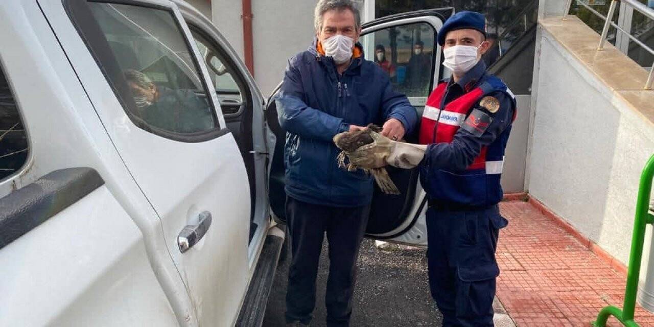 Jandarmanın yaralı bulduğu şahin tedavi altına alındı