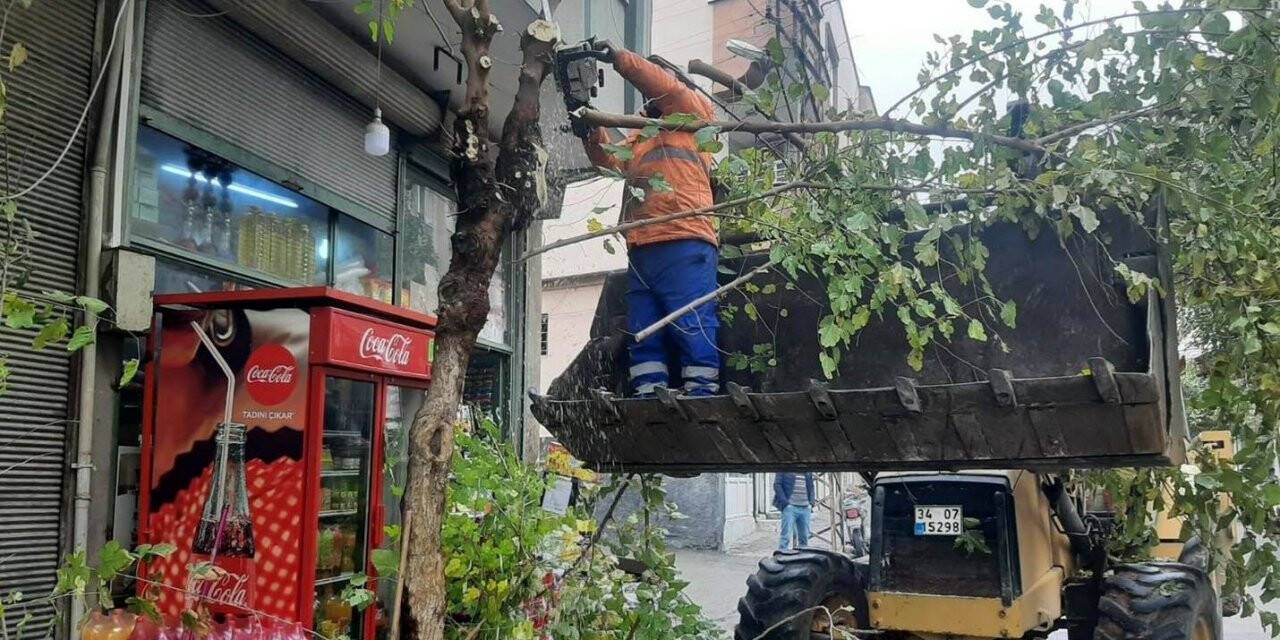 Kilis’te ağaçlar budanıyor