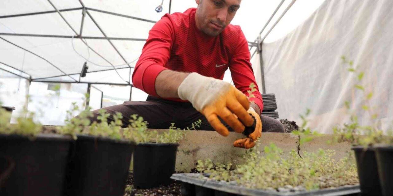 Manavgat’ı yeşillendirmek için fideler üretiliyor