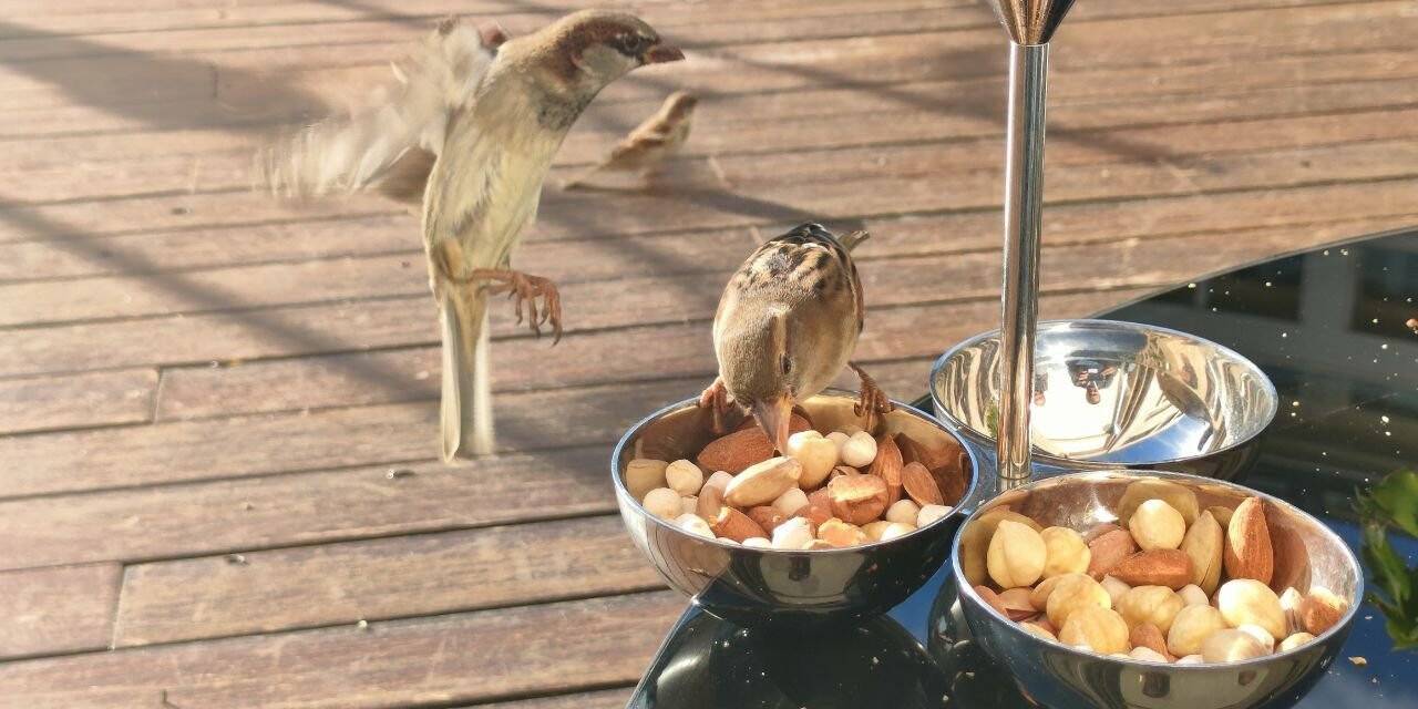 Serçelerin kuruyemiş keyfi