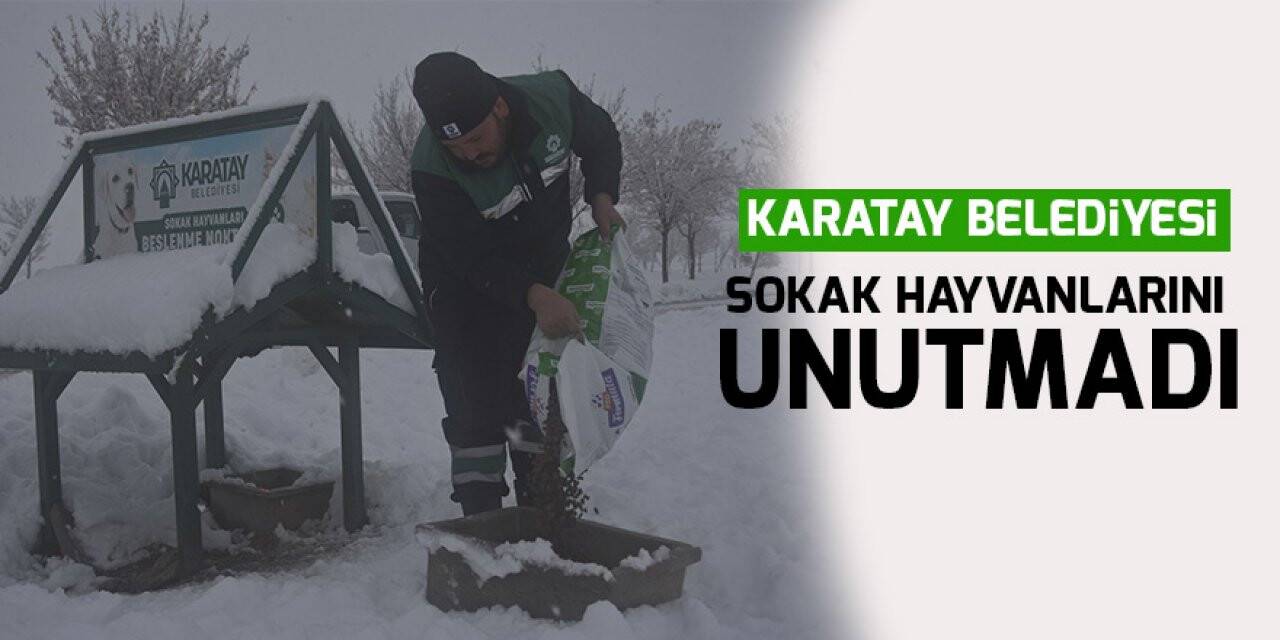 Karatay Belediyesi  sokak hayvanlarını unutmadı