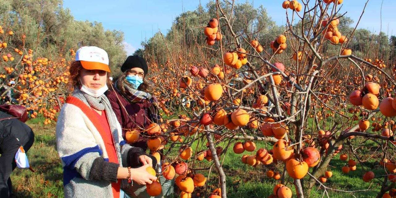 Trabzon hurması ihtiyaç sahipleri için hasat edildi