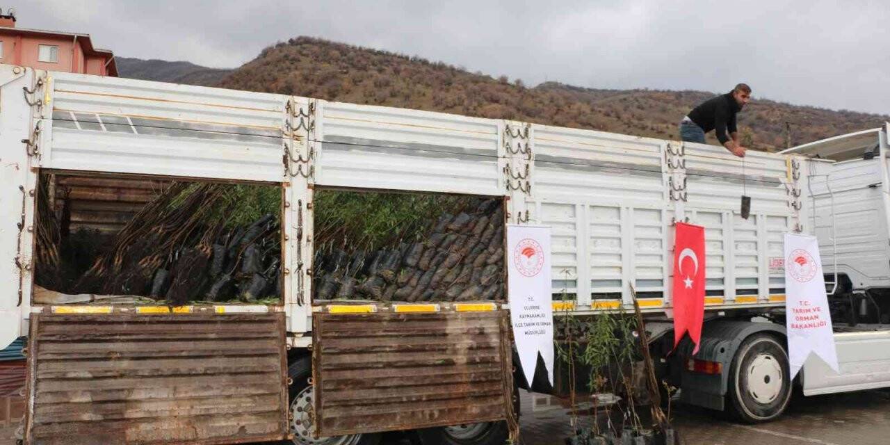 Uludereli çiftçilere 7 bin 800 fide dağıtıldı