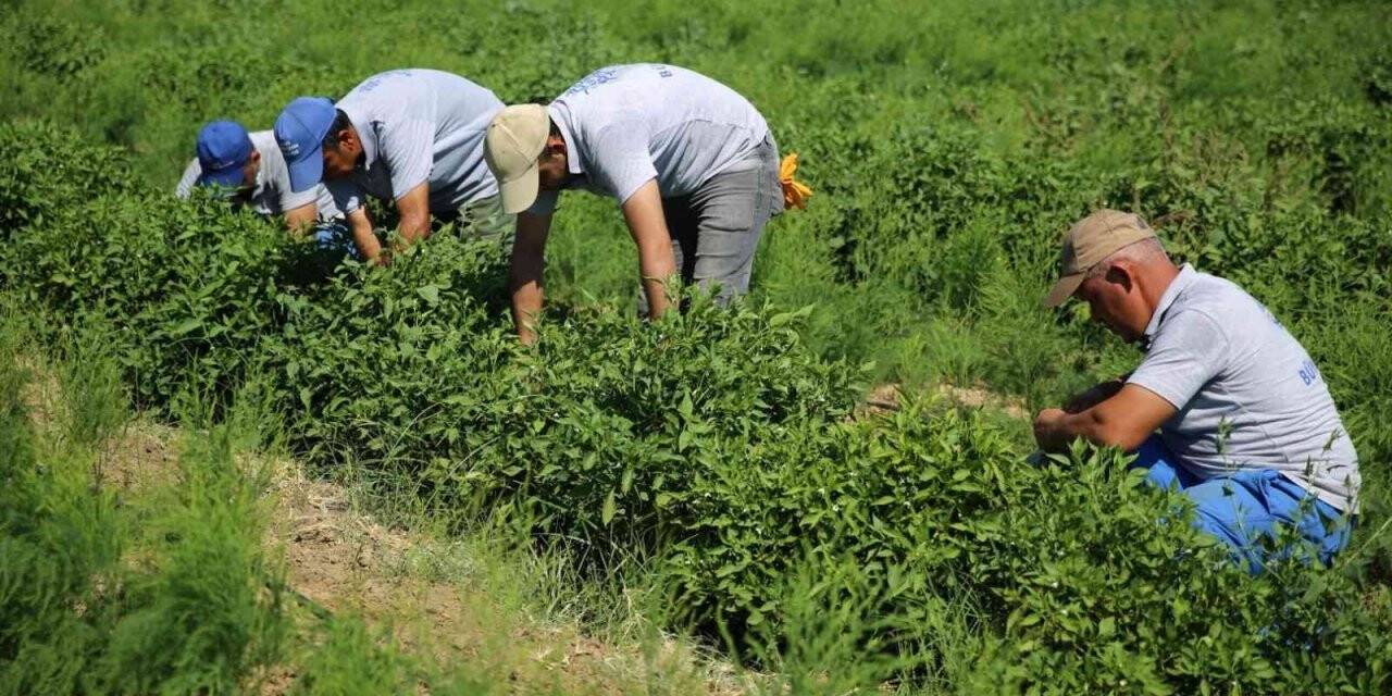 Aydınlı üreticilere müjde, destek ödemeleri başladı