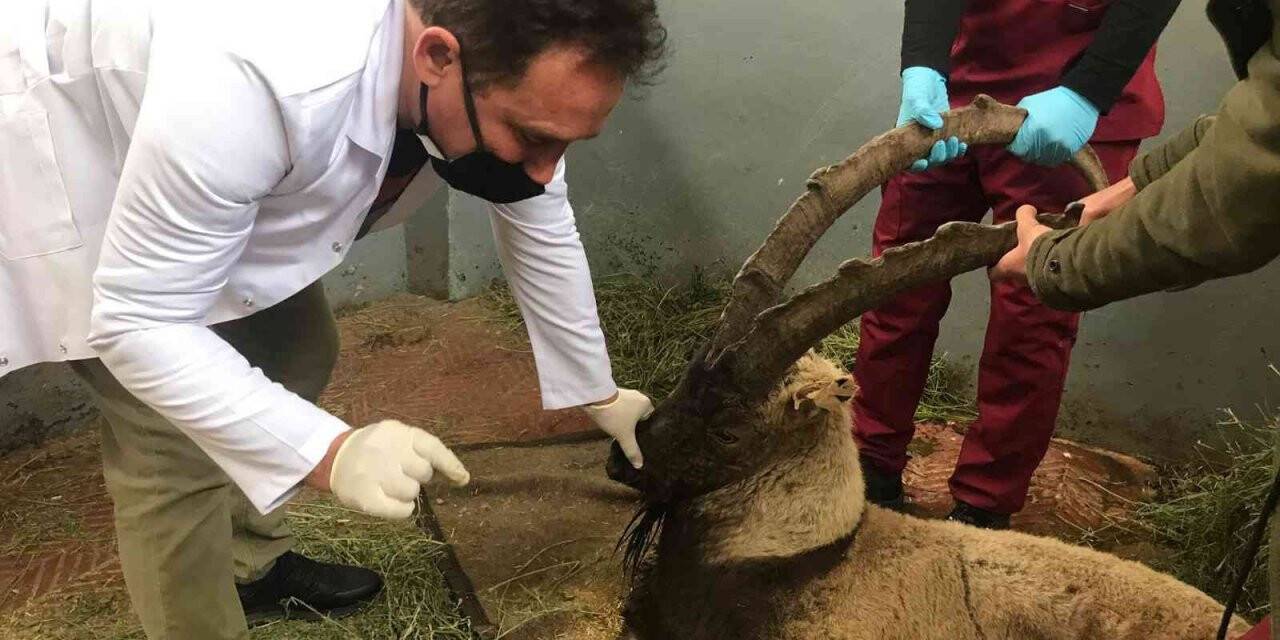 Yaralı halde bulunan dağ keçisi tedavi altına alındı