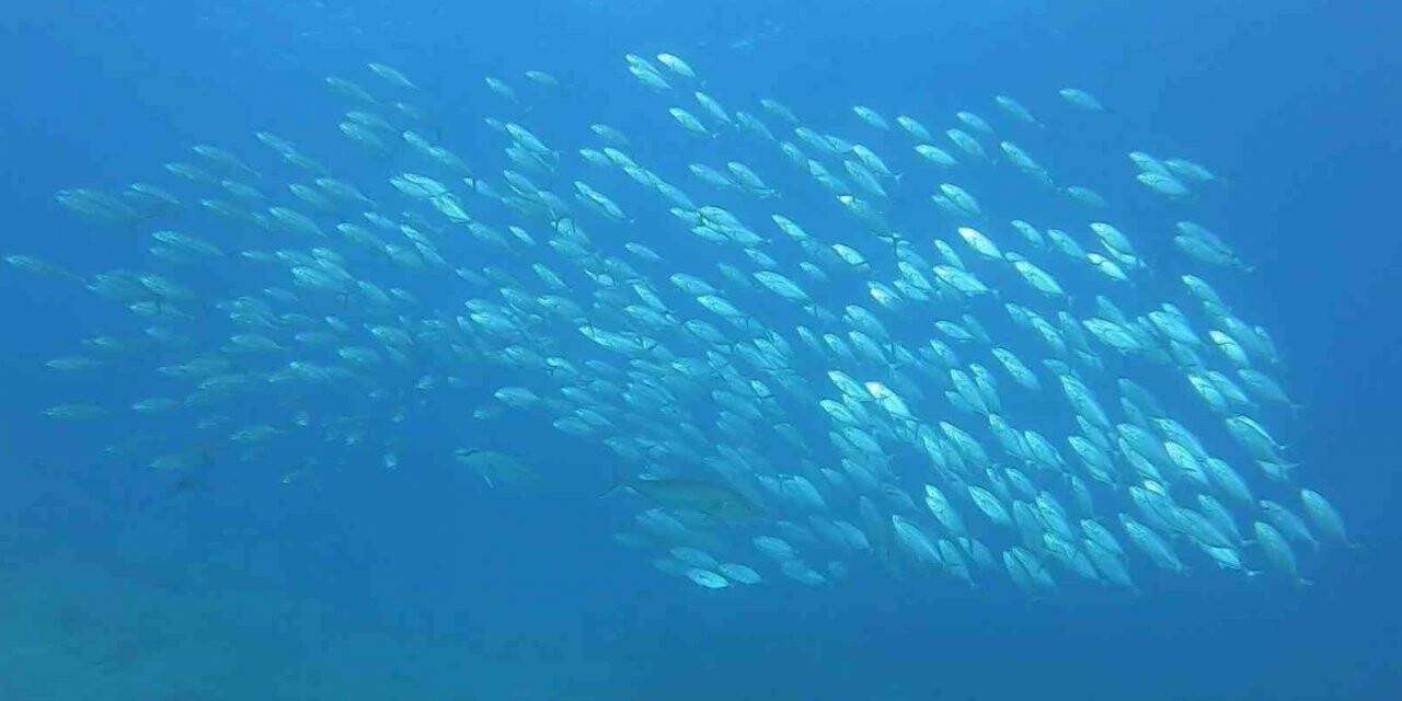 Tral sürüsünün av olmamak için aldığı şekil görenleri hayrete düşürdü