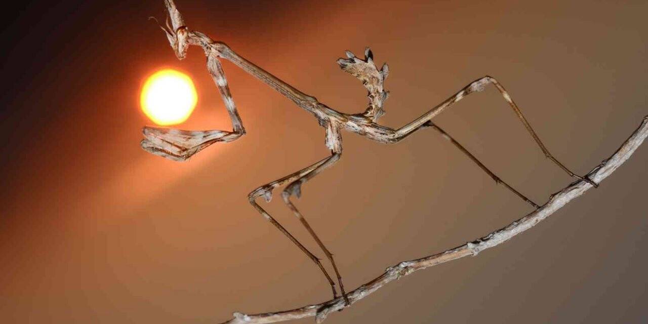 32 yıldır peygamberdevesinin ilginç karelerini fotoğraflıyor