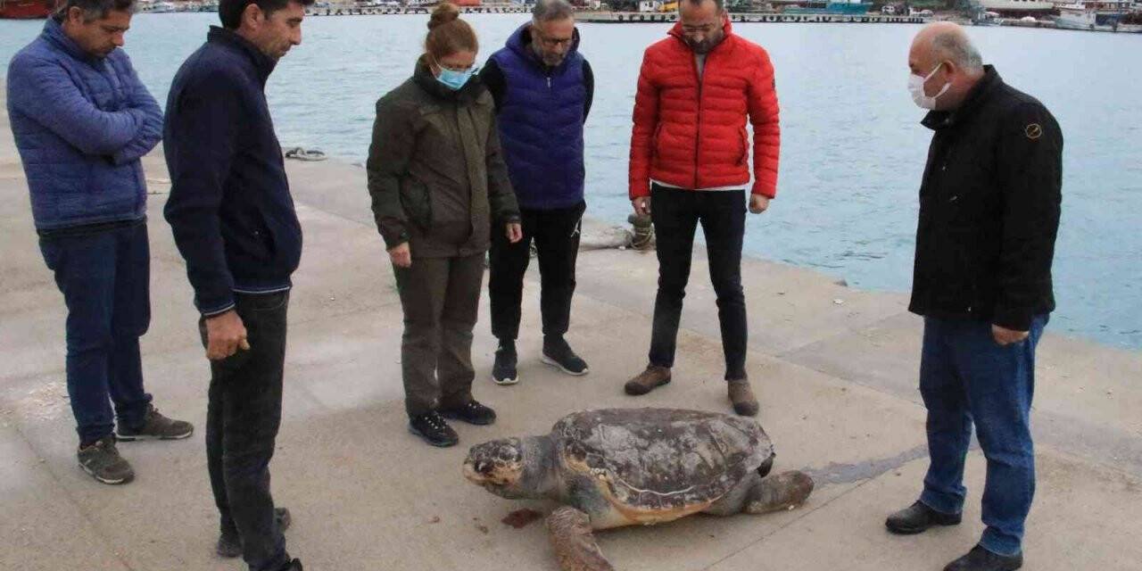 Halk plajı kıyısında ölü caretta caretta bulundu