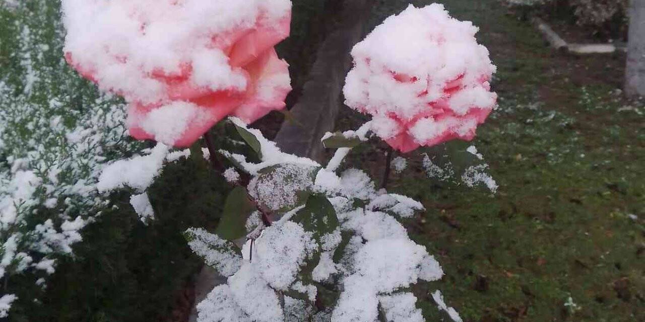 Rengarenk güller kar altında