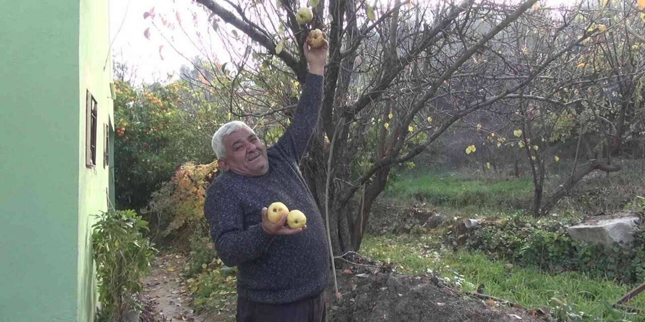 Mersin’de armut ağacı aralık ayında meyve verdi