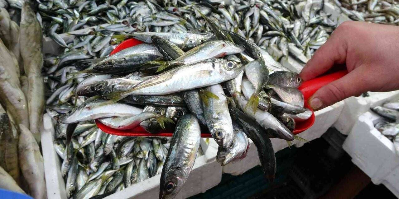 Tezgahların en ucuzu istavrite yoğun ilgi