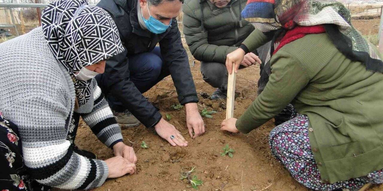 50 bin salep fidesi toprakla buluşturuldu