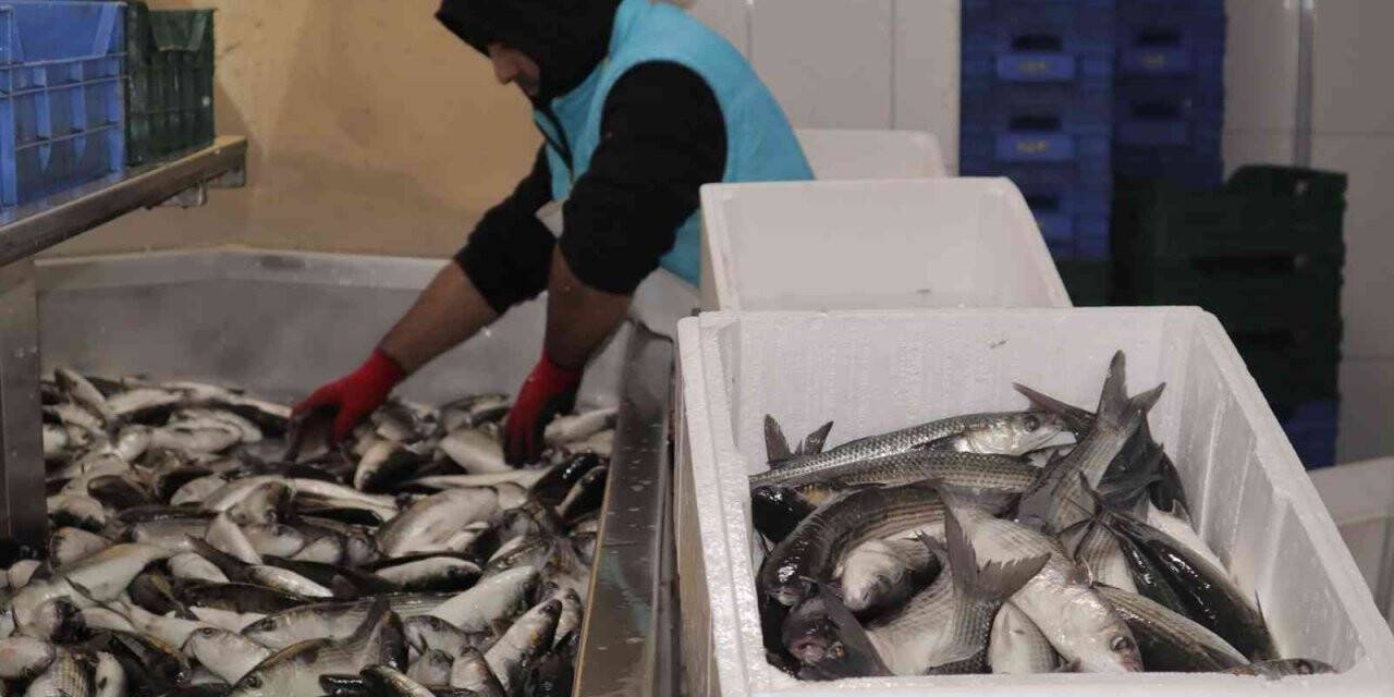 Dalyan kefali kilosu 20 liradan satılıyor