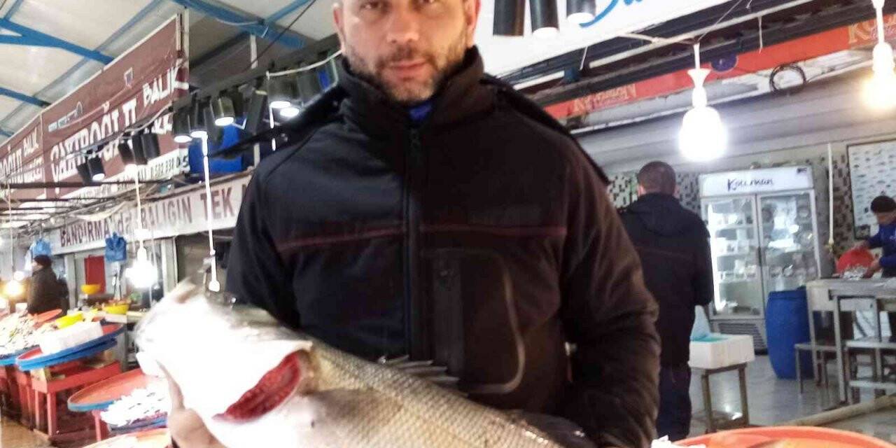Beş kiloluk olta levreği 750 liraya satışa çıktı
