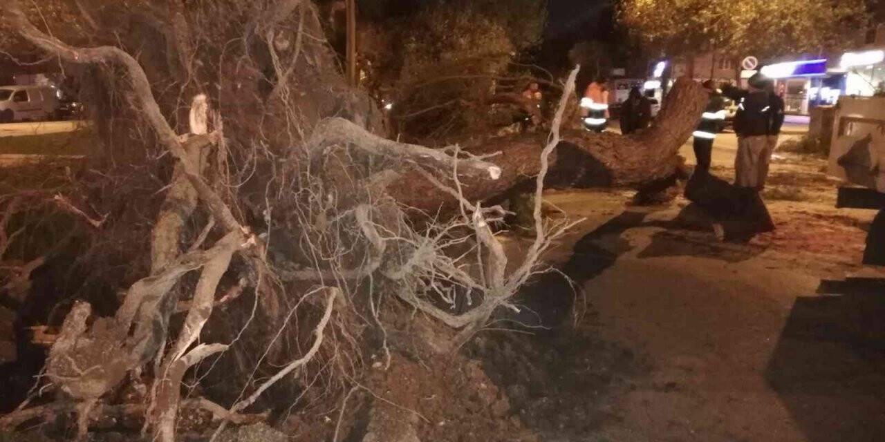 Fırtına elektrik direklerini devirdi, ağaçları kökünden söktü