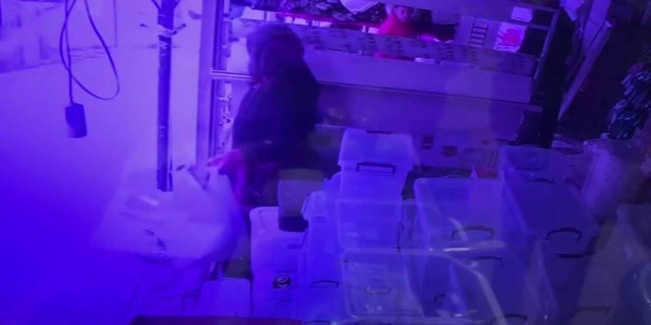 Esenyurt’ta terlik ve kova çalan kadın kameralara yansıdı