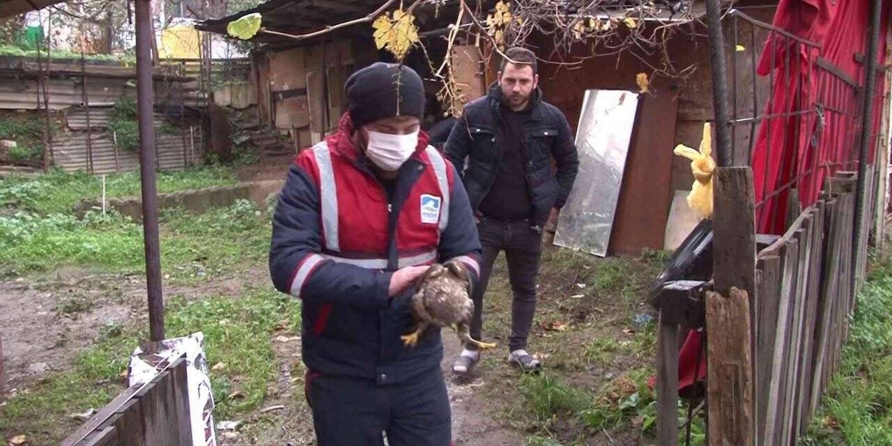 Soğuk havada bitkin düşen şahin Pendik’te yol kenarında bulundu