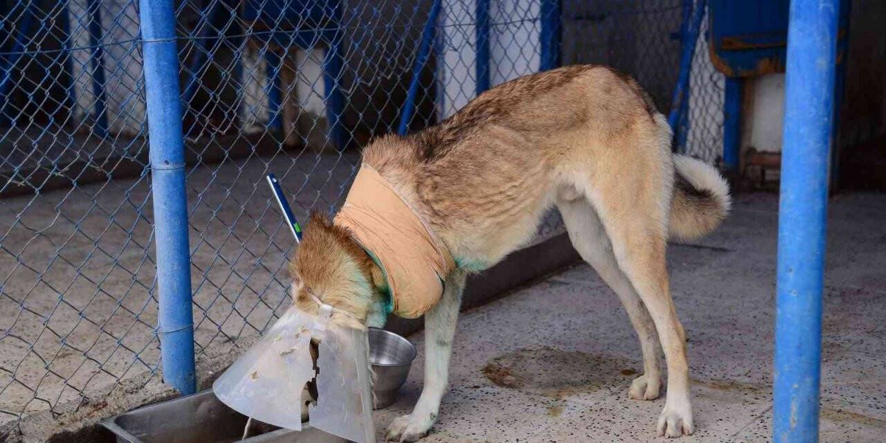 Domuz sürüsünün saldırdığı köpek hayata tutundu