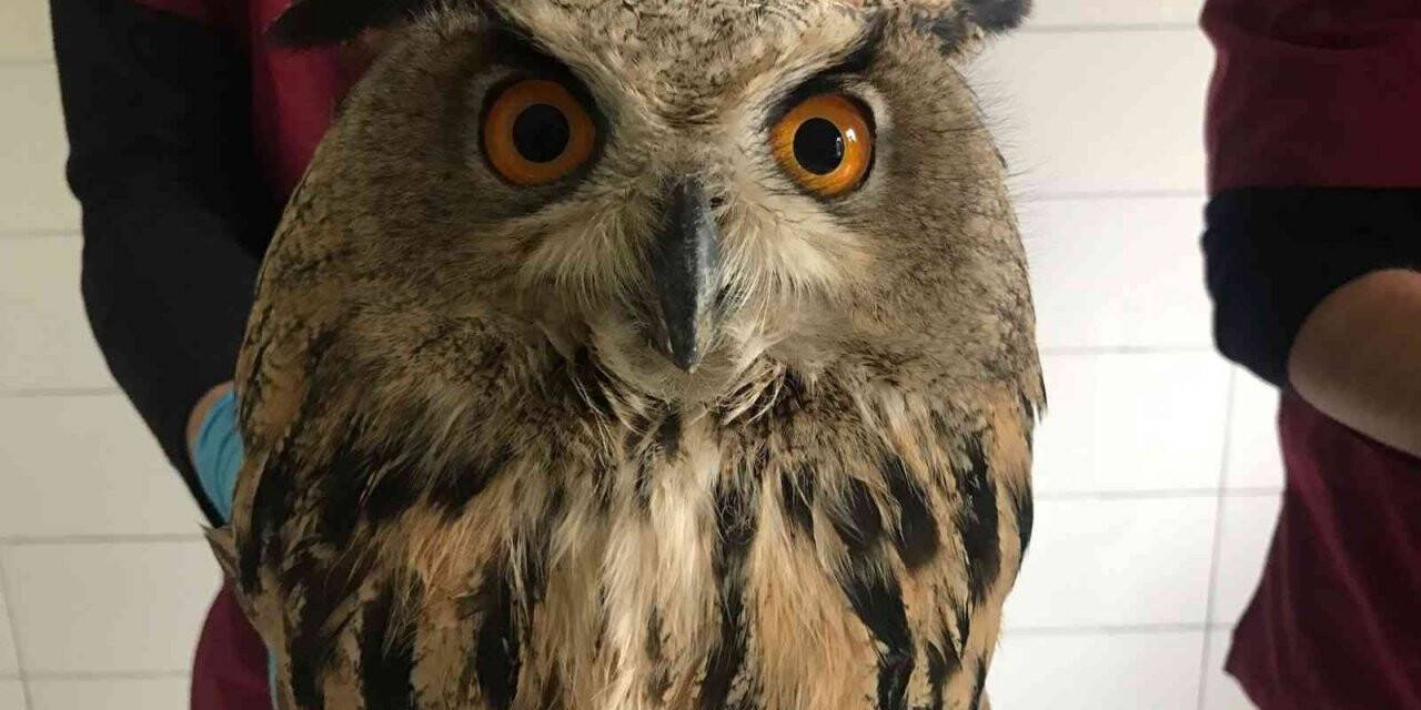 Yaralı halde bulunan kulaklı orman baykuşları tedavi altına alındı