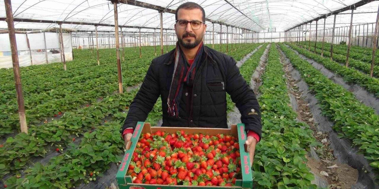 Kış ortasında hasat edilen çileğin kilosu 22 liradan satılıyor