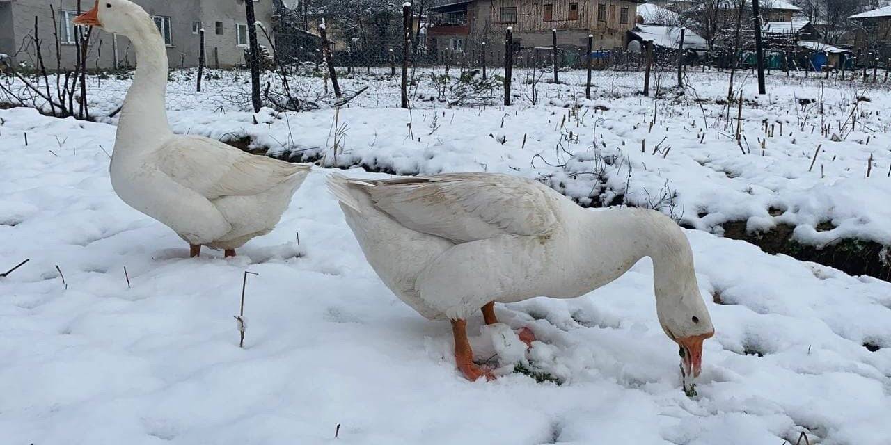 Bartın’da yüksek kesimlerde kar yağışı
