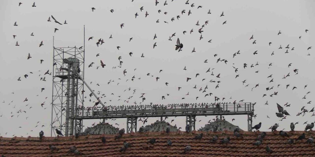 Soğuk havada yiyecek bulamayan yüzlerce güvercin silolara hücum etti