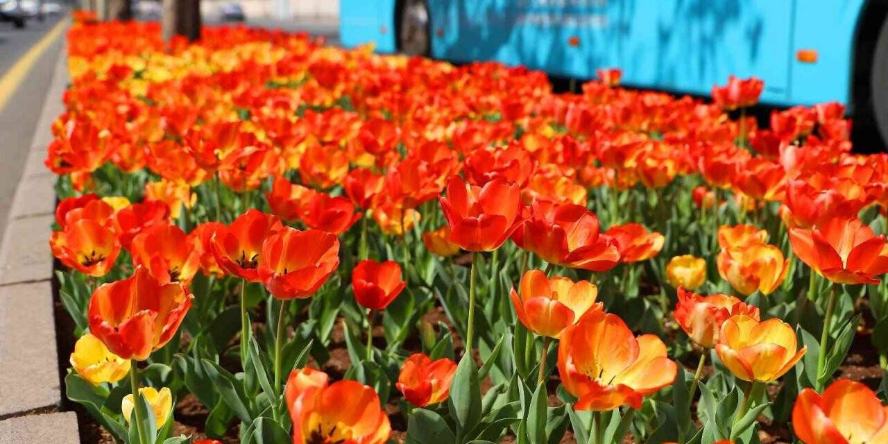 210 bin lale soğanı toprakla buluşuyor