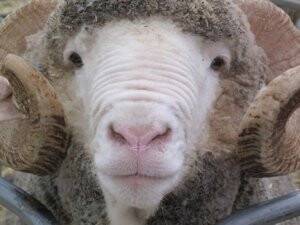 Binlerce koyun kafalarını taşlara vurarak intihar ediyor