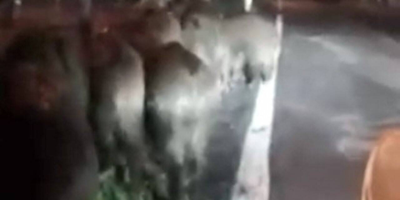 Giresun’da aç kalan domuz sürüsü köye indi