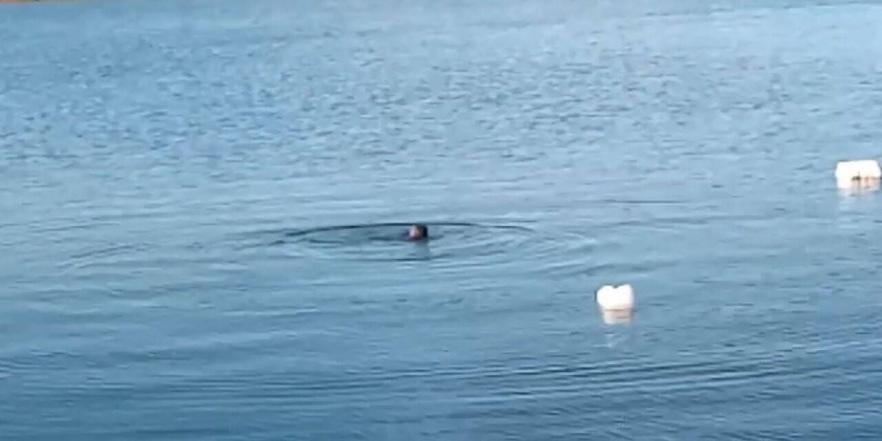 Abana’da limandaki su samurları kamerada