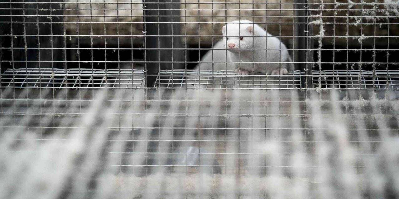 Polonya’da covid-19 tespit edilen 500 vizon 90 gün karantinaya alındı