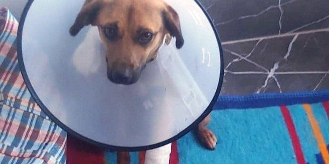 Öğrencilerin “Çaki” sevgisi bitmek bilmiyor