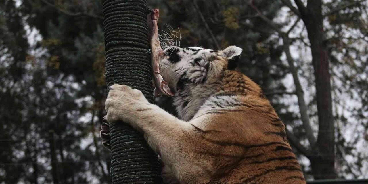 Zoopark’ta yırtıcı hayvanların beslenmeleri nefes kesti