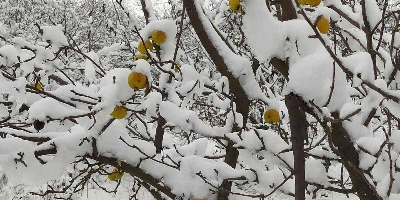 Üzeri kar birikmiş sarı renkli elmalar kartpostallık görüntü oluşturdu