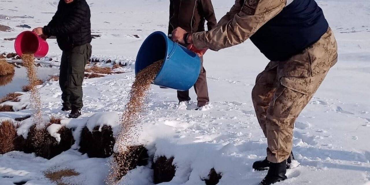 Yaban hayvanları için doğaya yem bırakıldı