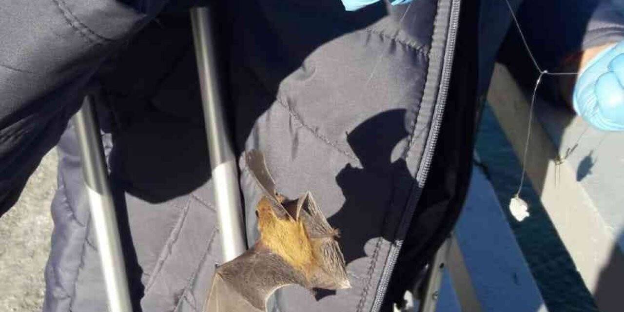 Oltaya balık yerine yarasa takıldı, görenler şaşkına döndü