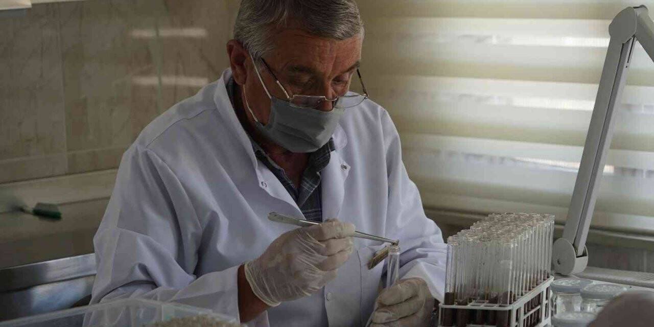 Ormanlara zarar veren milyonlarca zararlı böcek, yırtıcı böceklerle imha ediliyor