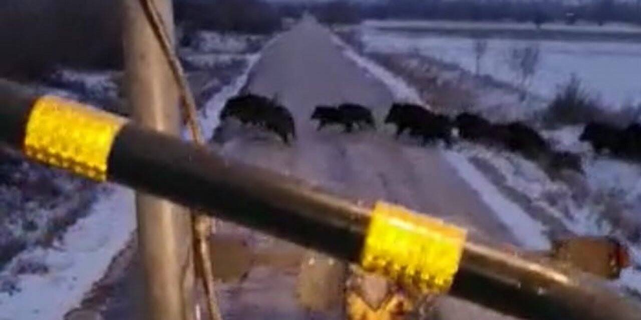 Kar temizleme çalışması yapan greyderi gören domuz sürüsünün kaçış anı kamerada