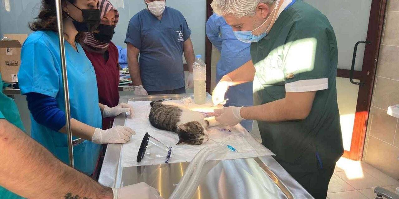 Sokak hayvanlarına kırık ve çıkık tedavisi