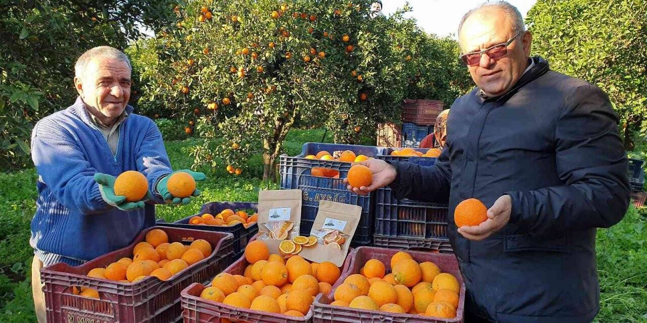 Kuyucak portakalı, Antalya portakalına rakip oldu