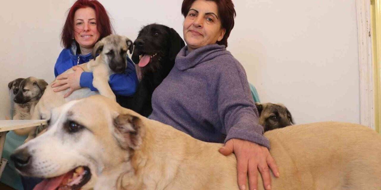 Engelli ve hasta sokak hayvanlarına anne oldu