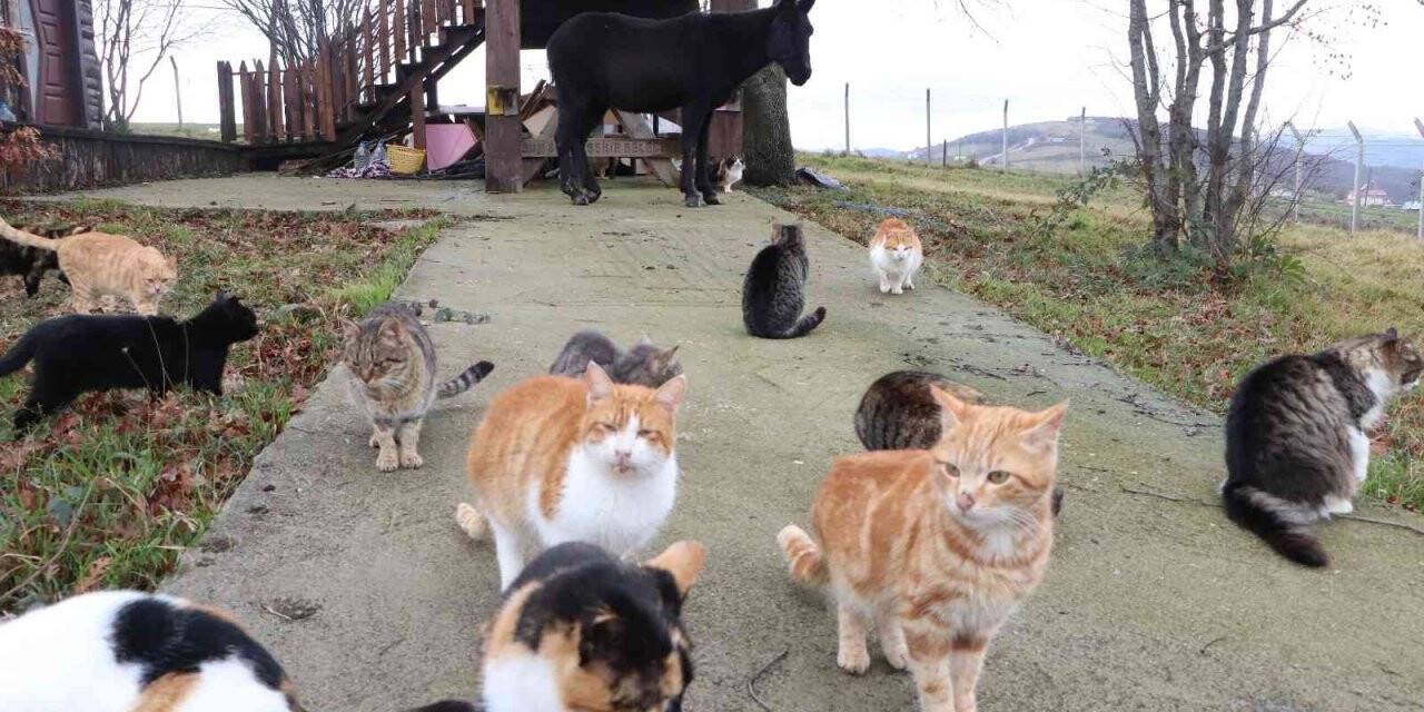 Kedi Kasabası’nın Misafir’i