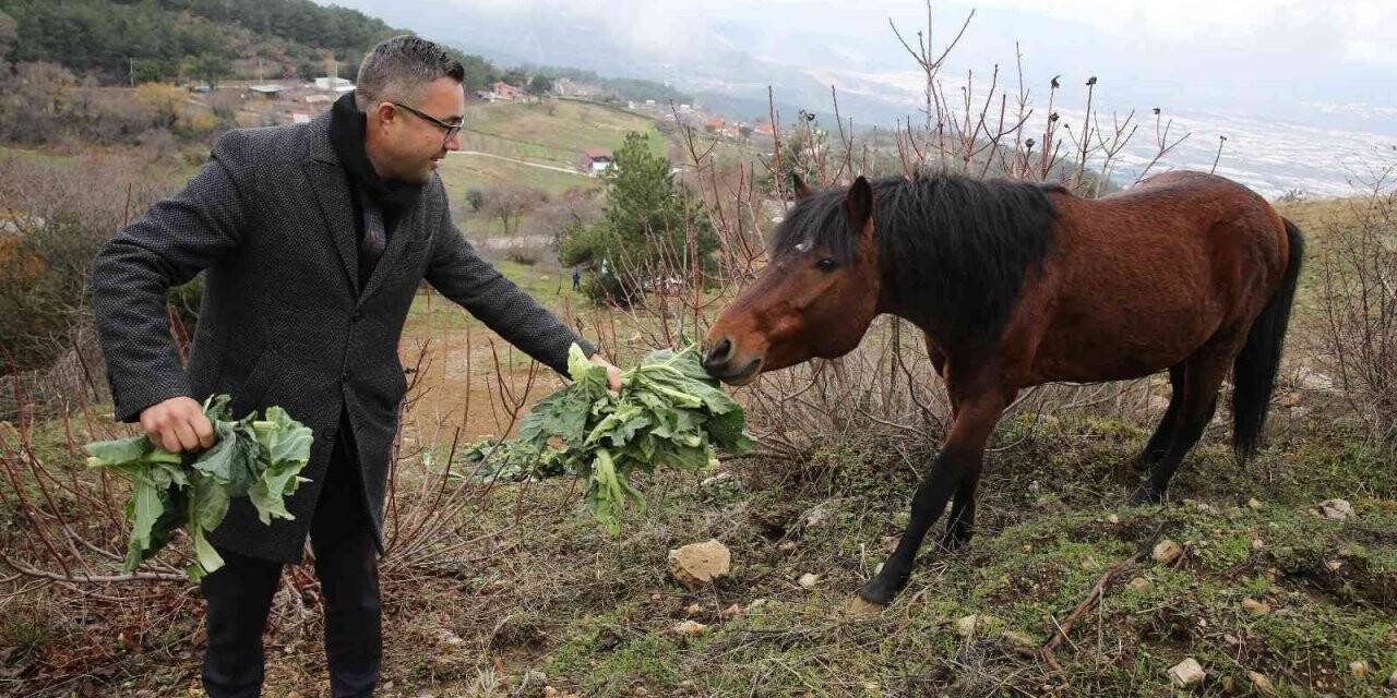 Karla kaplanan Spil’deki yılkı atlarına şefkat eli