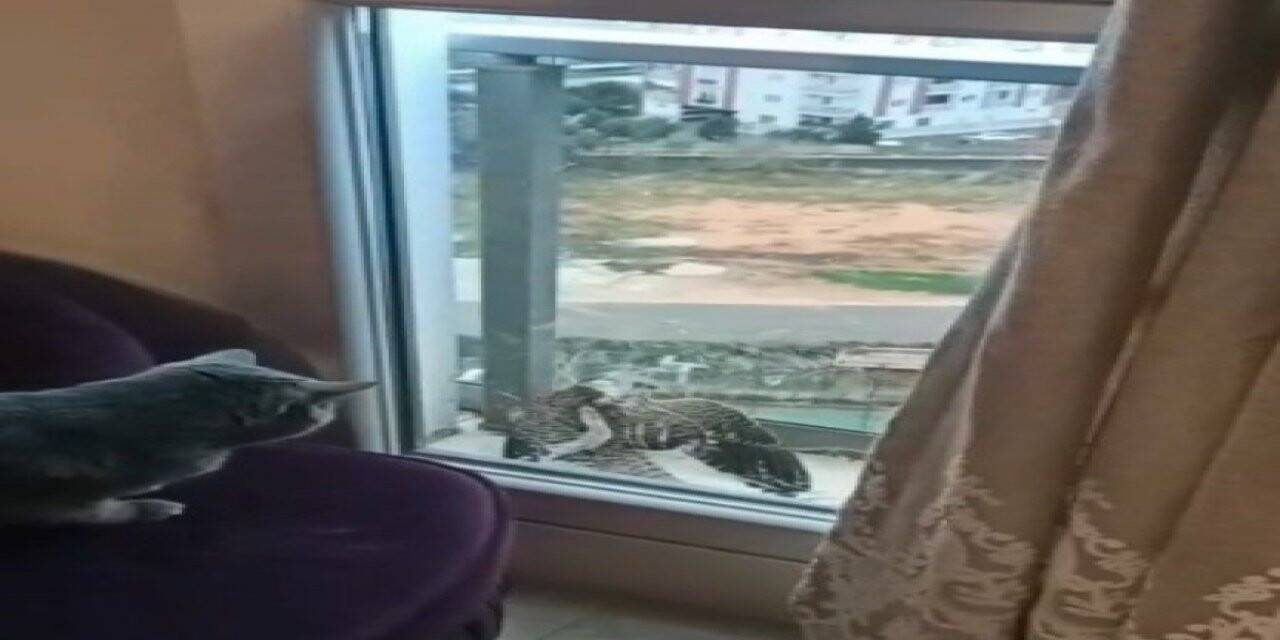 Atmaca balkon kapısı ile camı arasında sıkıştı