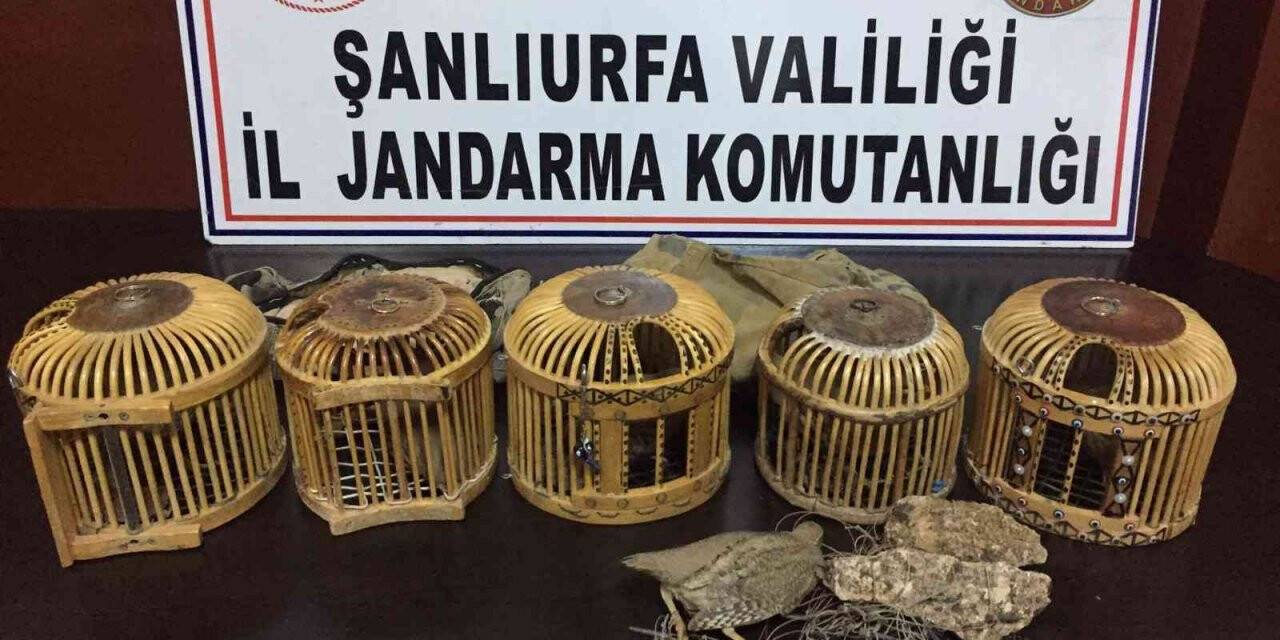 Jandarmadan keklik avcılarına suçüstü