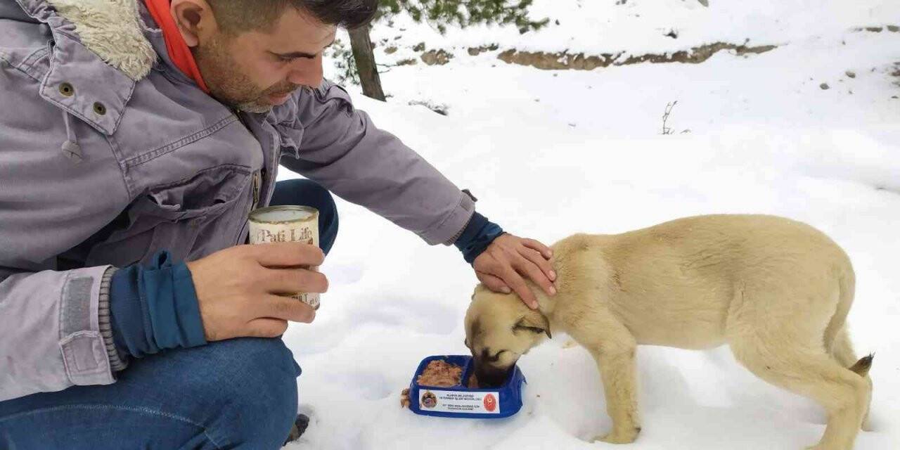 Alanya’nın karlı yaylalarında sokak hayvanlarına mama desteği