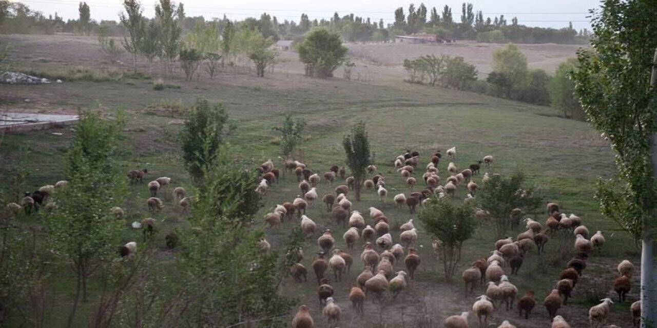 FAO, Küçükbaş hayvan üreticiliğini artırmayı hedefliyor