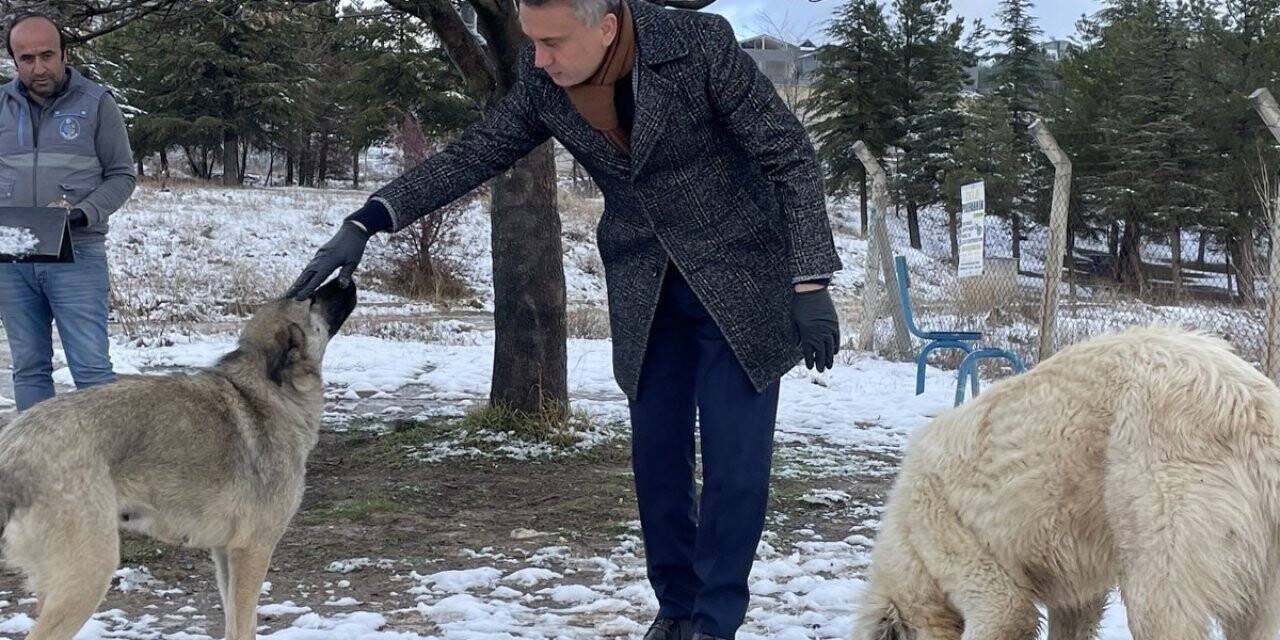 Belediye ekipleri sokak hayvanlarını besledi