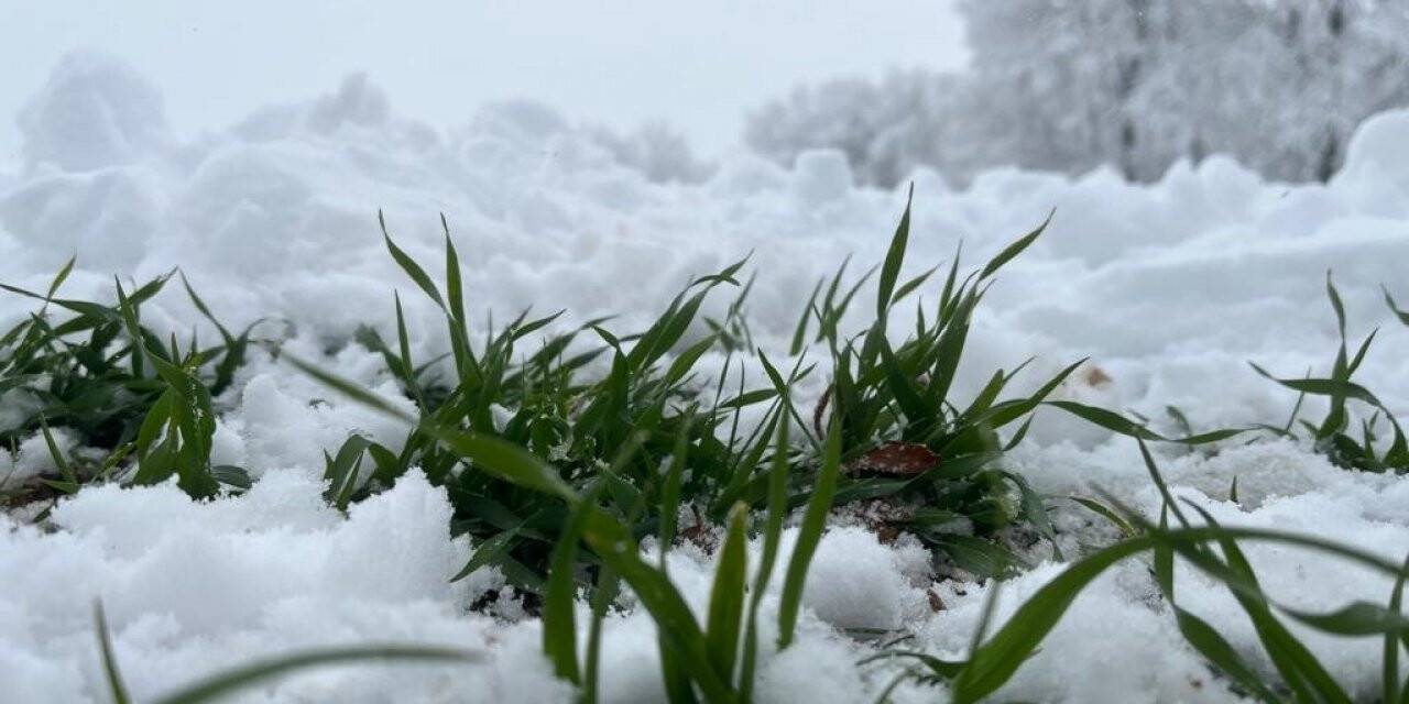 Karın altındaki çimlenme çiftçiye umut oldu
