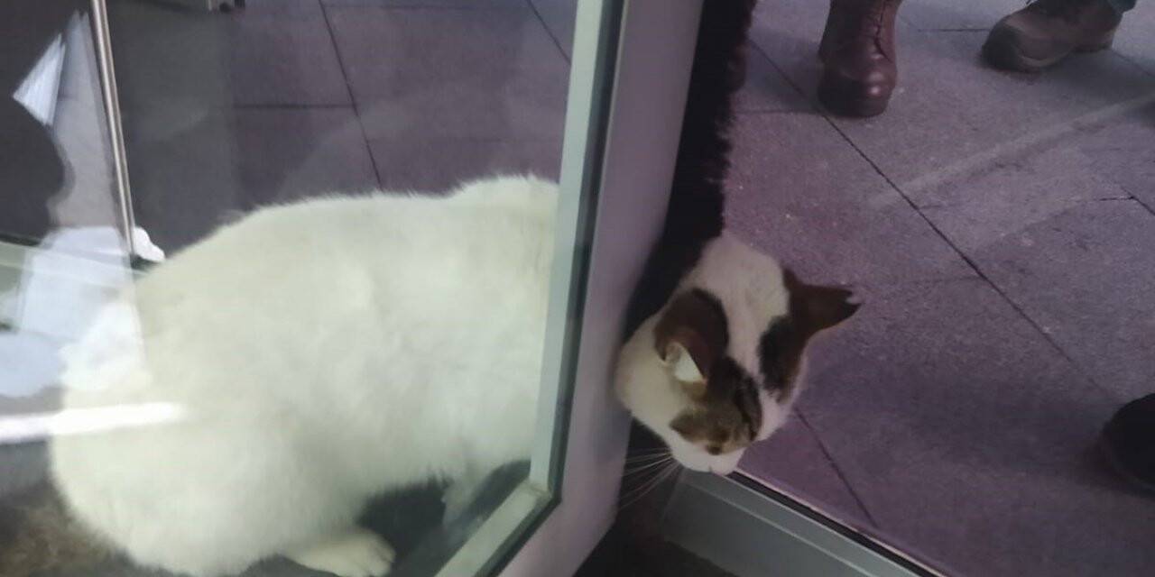 Kartal’da döner kapıya sıkışan kediyi kurtarma operasyonu